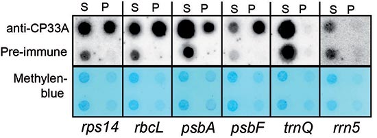 Image of CP33A RIP-Chip und Dot Blot