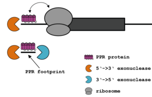 PPR proteins block exonucleases and influence translation