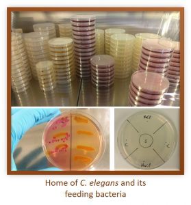 Worms feeding bacteria