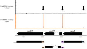 Small RNAs in the rpo-operon