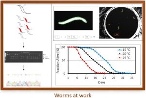 Image of worms at work